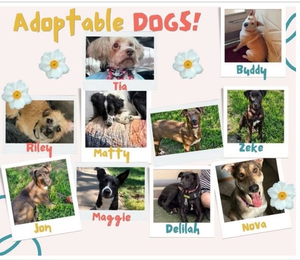HP new pups