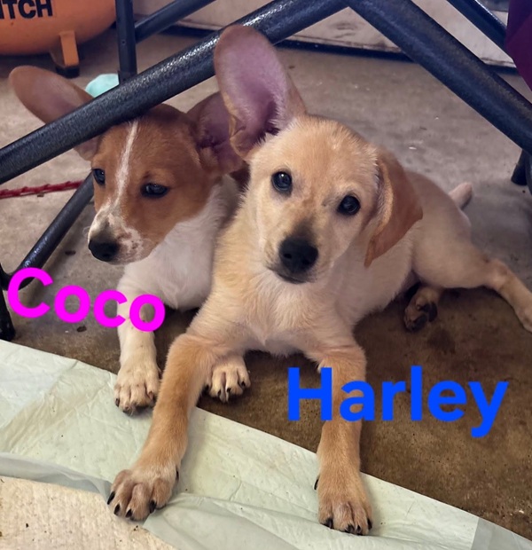 HP new pups